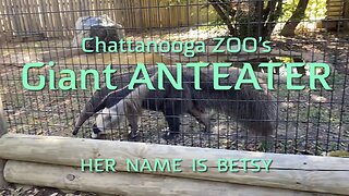 Giant Anteater at Chattanooga ZOO