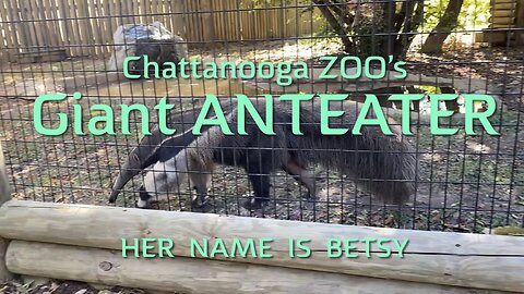 Giant Anteater at Chattanooga ZOO