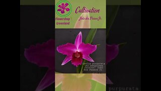 TOP 10 ORCHIDS | LAELIA PURPURATA FROM JOÃO DOS PASSOS JR | # LIST 2 | #SHORT