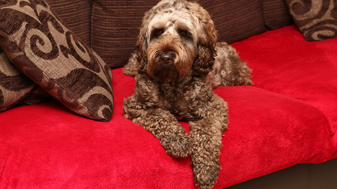 Labradoodle must chew toy to fall asleep