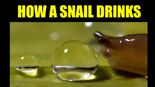 How A Snail Drinks