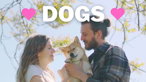 People Showing Love For DOGS! Heartwarming Bond Between Humans and Adorable Pups Compilation