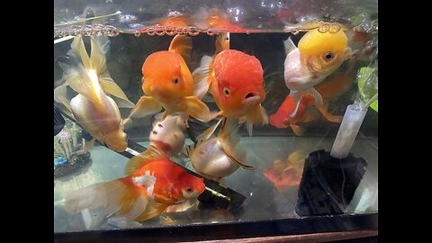 A Talk by my Fancy Goldfish