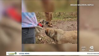 Dogs rescued from Nye County cruelty case find forever home at Minnesota sanctuary