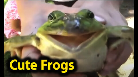 funny frog screaming compilation