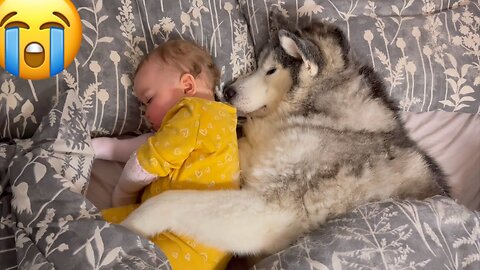 Baby protection!-Dogs protecting babies with their life