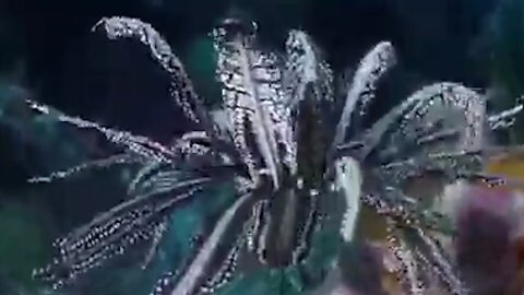 Very rare! Feather star of a living fossil called sea lily [Mysterious]