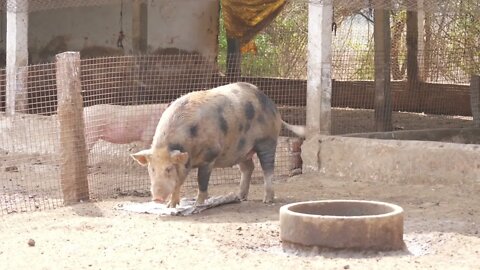 Walking view of a pig , Close shot of pig walking