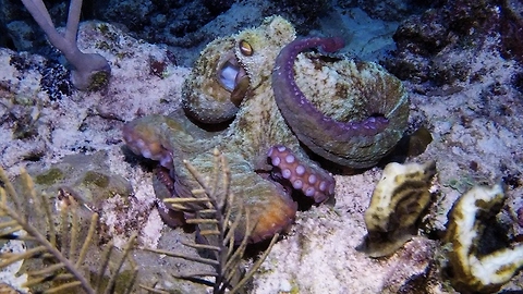 Octopus is a deadly and beautiful night predator