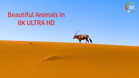 Beautiful Animals in 8K ULTRA HD