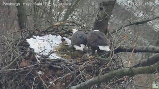 Hays Eagles Mom flys over asphalt yard and to the nest 2020 12 22 100237am