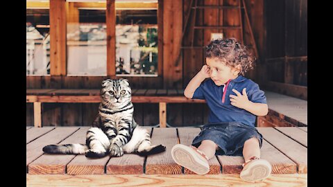 Funny cats doing crazy things at home 😸❤