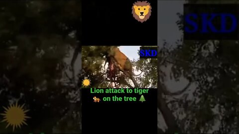 Lion attack to tiger on the tree 🌲#shorts #youtubeshorts #shortvideo