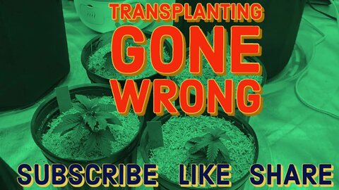 Transplanting Gone Wrong
