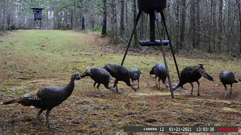 Wild turkey feed varies, A Turkey class is go in the woods and learn from experience.