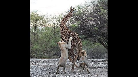 Lion with a Dog-Like Appearance Chases Down and Bites Giraffe in a Jaw-Dropping Moment!