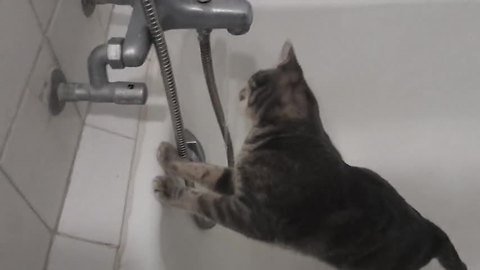 Cat has unusual fascination with running tap water