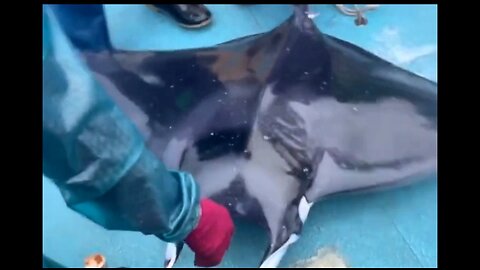 Respect! Kind-hearted fishermen free giant manta ray