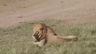 Marsh Pride & Bila-Shaka Male Lions | Streamed LIVE From The Maasai Mara | Zebra Plains