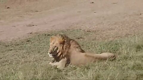 Marsh Pride & Bila-Shaka Male Lions | Streamed LIVE From The Maasai Mara | Zebra Plains