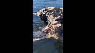 Shark Eating a Dead Whale