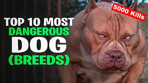 TOP 10 MOST DANGEROUS DOGS IN THE WORLD | TOP 10 MOST DANGEROUS DOG BREEDS IN THE WORLD