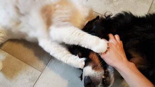 Lady Dog harassed by Cat's affections