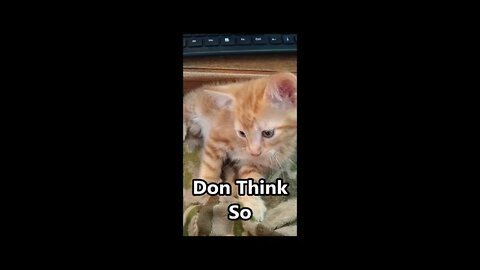 Rust Elric Youtube Sensation Kitten