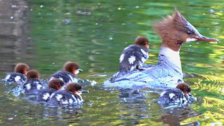 MOTHER Goosander Duck With Nineteen, Yes 19 Ducklings!