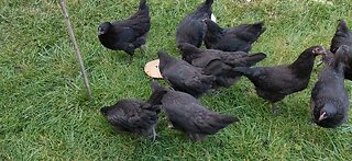 Chickens going nuts over Pita bread