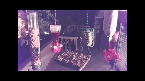Live Bird Feeder in Asheville NC. In the mountains. Aug. 20 2021