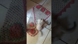 gatos lutando miau jitsu