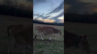 She’s a lady… #homesteading #arkansashomestead #jerseycows