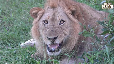 Meeting The Avoca Male Lions