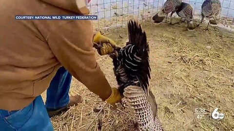 Wild turkeys relocated to the South Hills to boost population