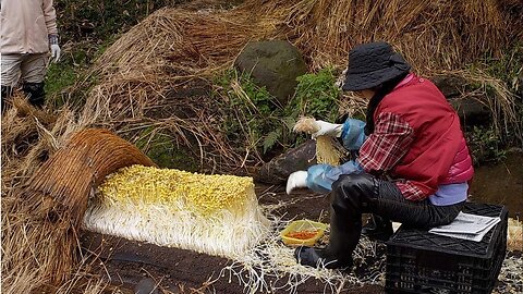 Amazing Japanese Agriculture Technology: Farming and Harvesting Giant Bean Sprouts in Japan