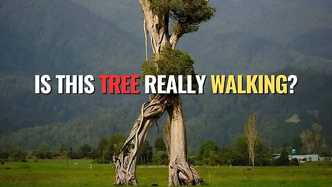 Is This Tree Really Walking?
