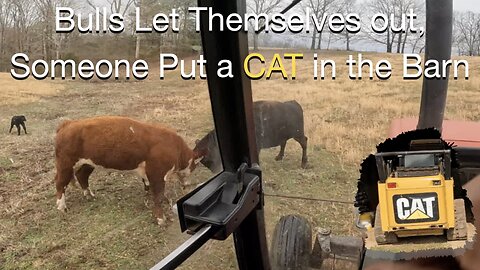 Bulls Let Themselves out, someone put a CAT in the barn