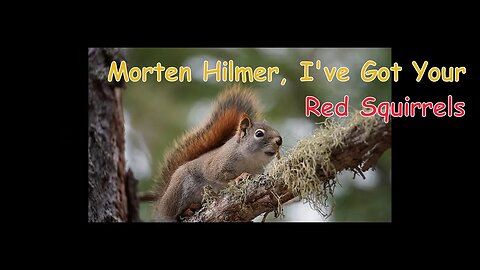 Red Squirrels For Morten Hilmer