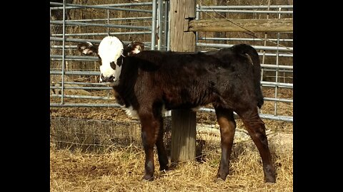 Your First Bottle Calf (part 2) And Calf Rescue Tips