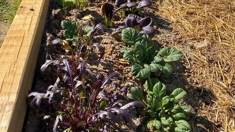 Garden and Wicking Bed Update Feb 2nd, 2020
