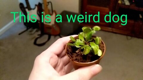 Meet Herman, the new Channel Pet | Vlog | Plants