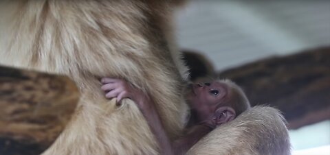 Cute Gibbons Playing & Climbing