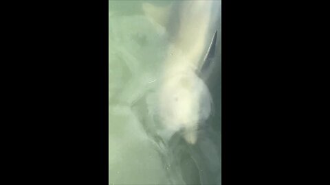 Livestream Replay | Baby Dolphin Encounter! | Marco Island