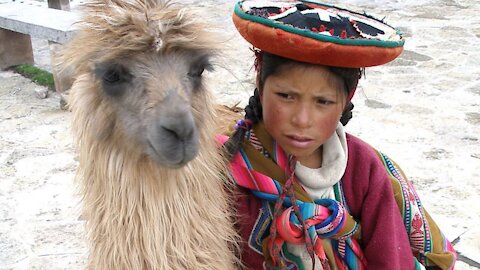 Llama running behind a man