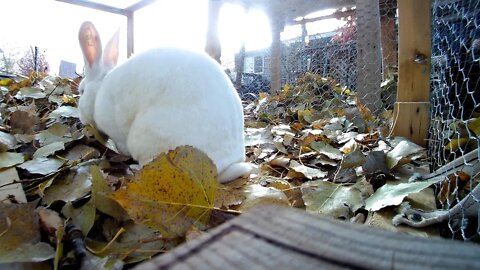 Shadow the white rabbit, a cozy lunch