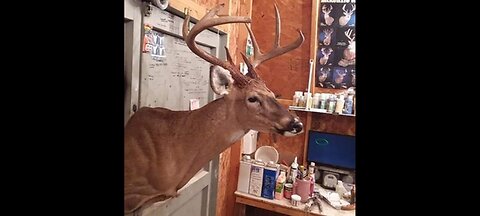 How to Skin a Deerhead for Taxidermy