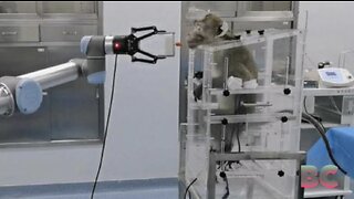 Brain chip lets monkey control robot using its Mind