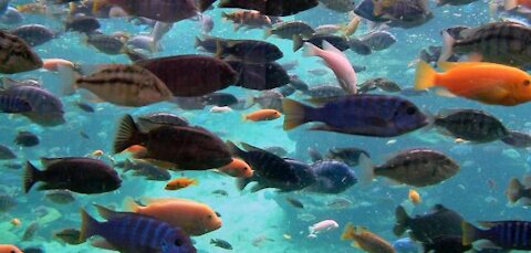 choosing-your-tropical-fish-what-to-look for