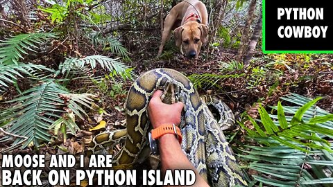 Heading Back To Python Island Hunting Pythons With Moose